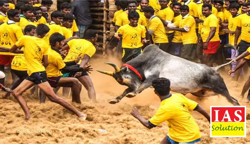 Jallikattu